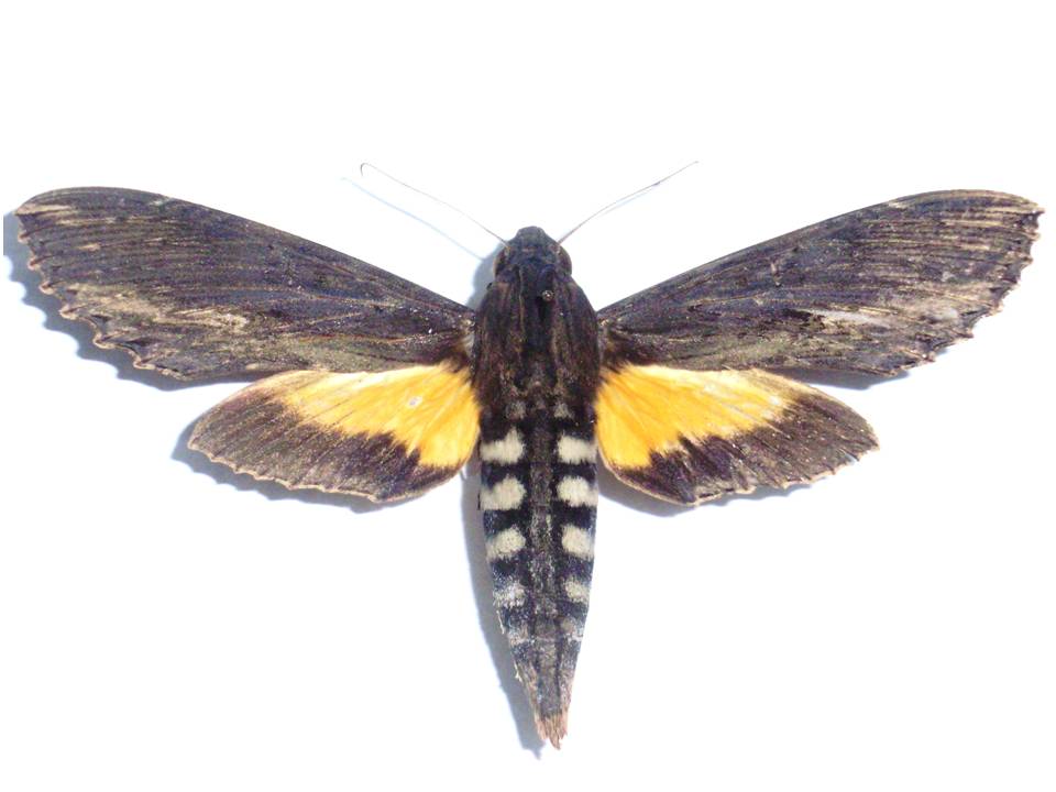 FIGURE 4b FIGURE 4b